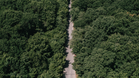 aerial forest view with road down the center