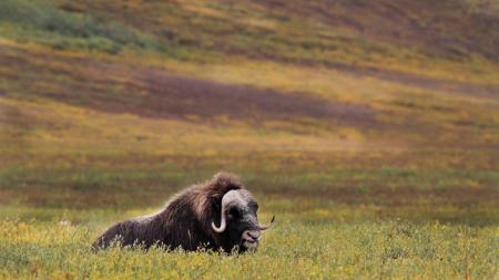 a muskox rests in the fall tundra at Arctic Refuge