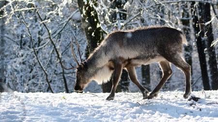 A caribou stands in a snowy forest