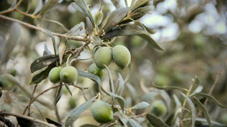 Olives on a tree
