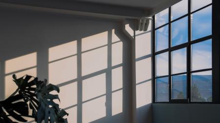 Light streams through a window on a plant. There's a shadow on the wall of the window panes.