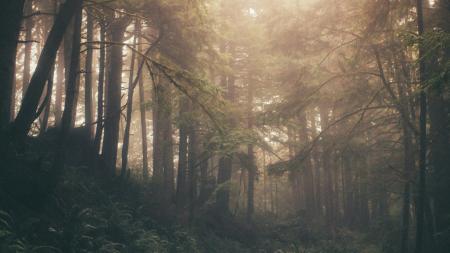 A dense rainforest with light streaming through