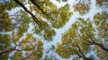 A canopy of trees, from the ground looking up