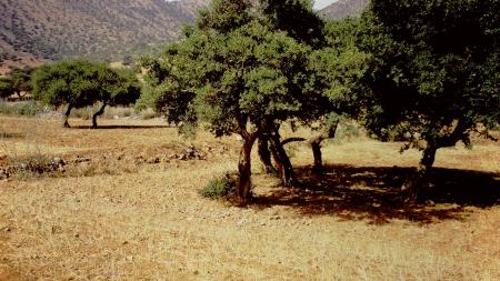 Argan tree in a field