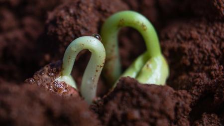 Seeds sprouting out of dirt