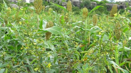 Pigeon Pea Plant