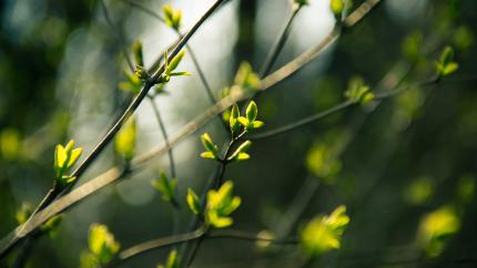 green buds emerge on tree branches