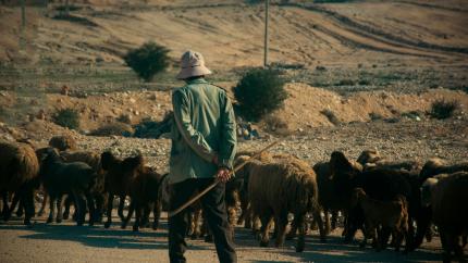 Shepherd leading sheep