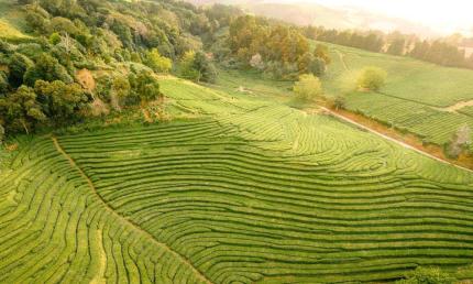 rice grows in steppes on sunlit hills