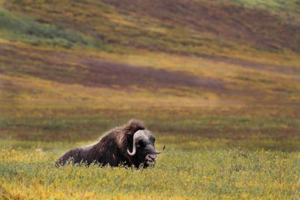 a muskox rests in the fall tundra at Arctic Refuge