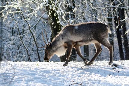 A caribou stands in a snowy forest