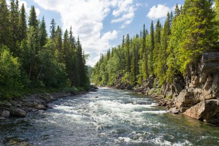 A river rushing through a forest