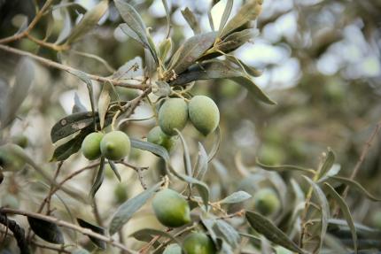 Olives on a tree