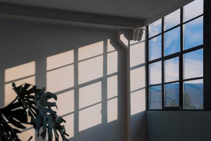 Light streams through a window on a plant. There's a shadow on the wall of the window panes.