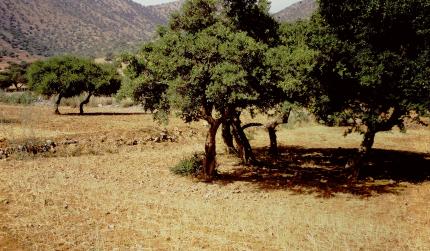 Argan tree in a field