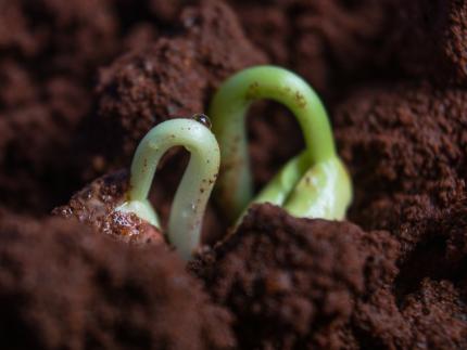Seeds sprouting out of dirt