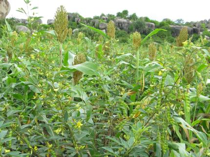 Pigeon Pea Plant