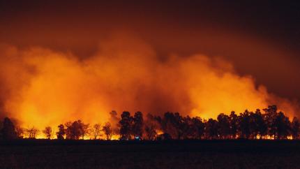 Forest wild fire