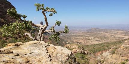 Parched landscape of Ethiopia